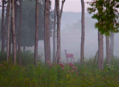 Deer in Morning Mist, Northern Michigan