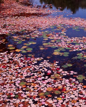 Leaves in a Pond II